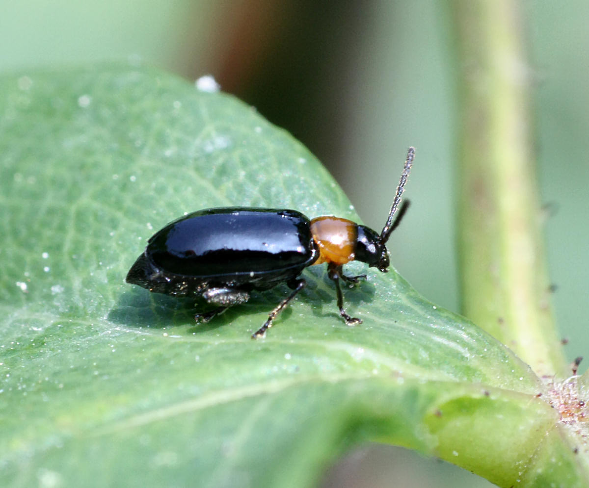 Cantharis  ? No. Luperus sp. /Chrysomelidae)